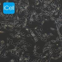 MUTZ-1 人骨髓增生异常综合征细胞/STR鉴定