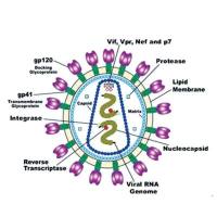 LV（慢病毒）-基因过表达
