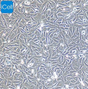 MA-891 小鼠乳腺癌高转移细胞 STR鉴定 赛百慷（iCell）