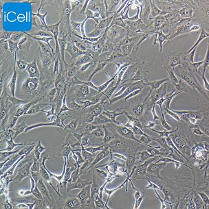 3T3-L1 小鼠胚胎成纤维细胞/种属鉴定/镜像绮点（Cellverse）