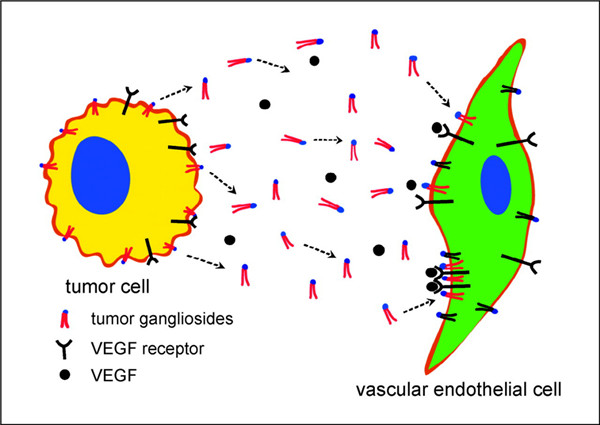 Matreya的神经节苷脂GD2：三阴性乳腺癌潜在的生物标志物？