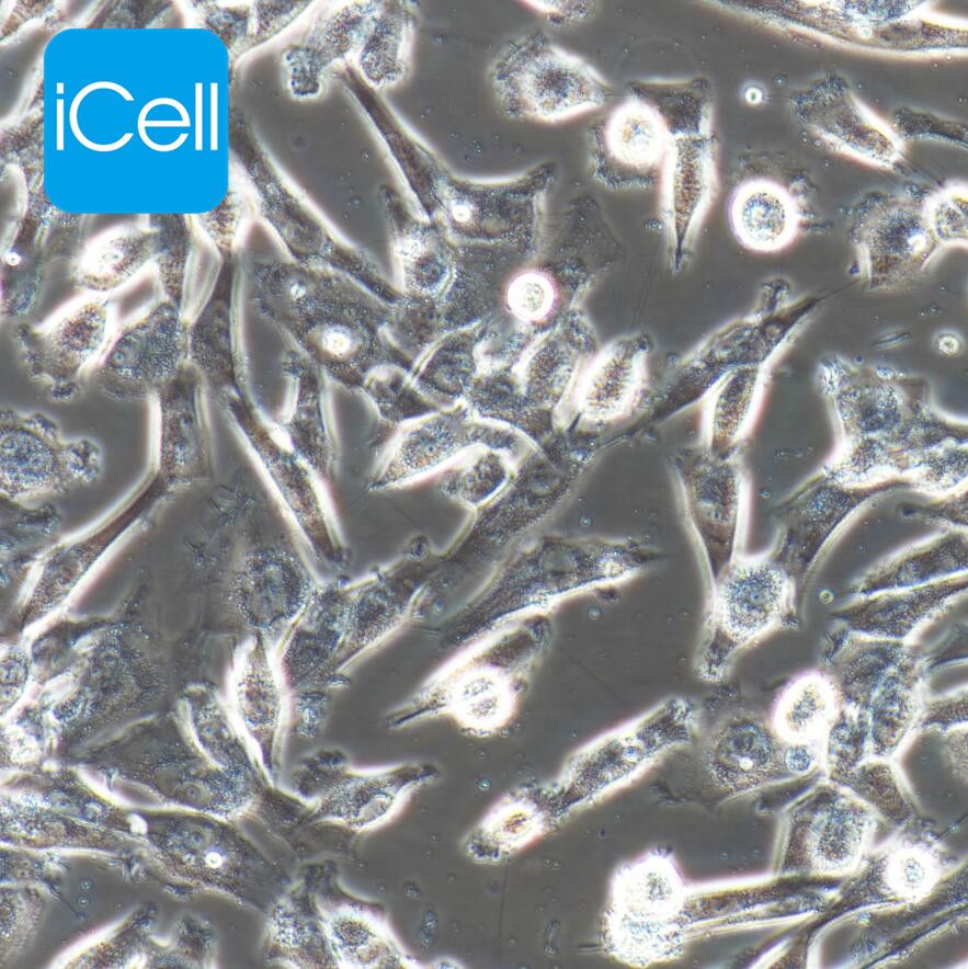 HS683 人脑胶质瘤细胞/STR鉴定/镜像绮点（Cellverse）