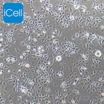 COS-1 非洲绿猴SV40转化的肾细胞/种属鉴定/镜像绮点（Cellverse）