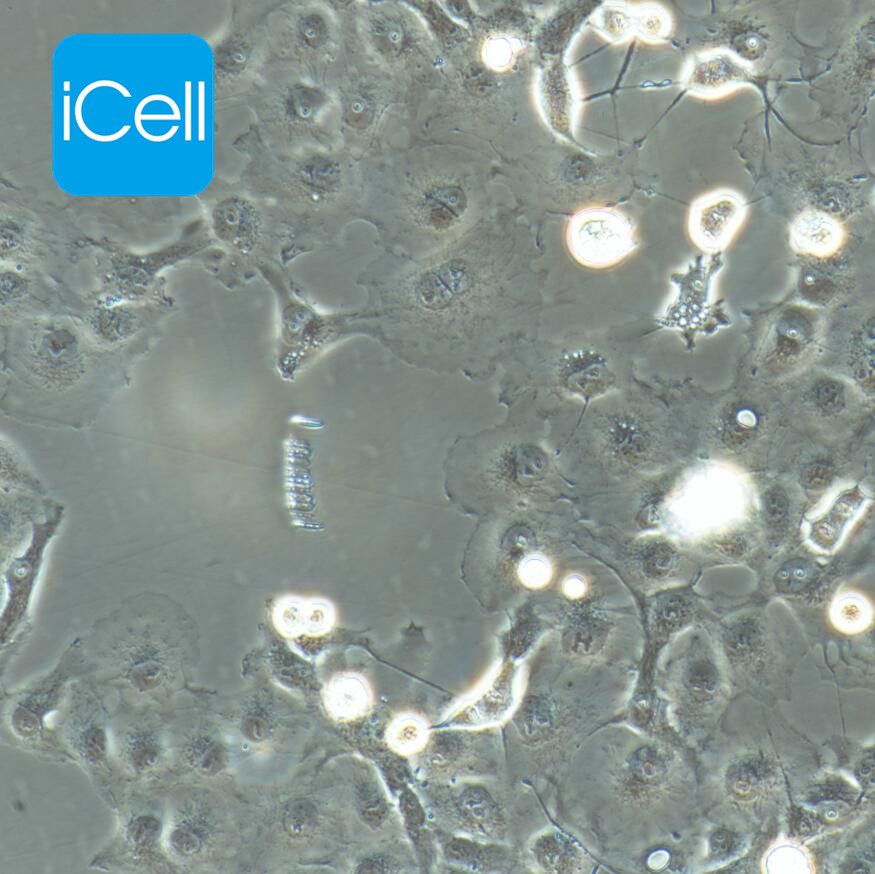 COS-7 非洲绿猴肾细胞 SV40转化/STR鉴定
