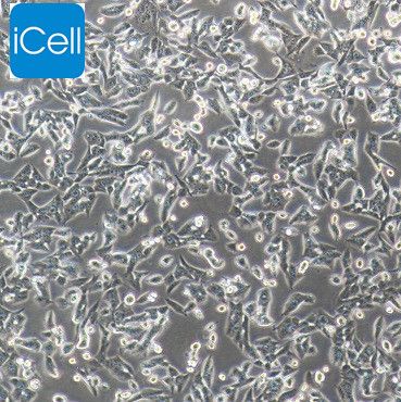 RM-1 小鼠前列腺癌细胞/种属鉴定/镜像绮点（Cellverse）