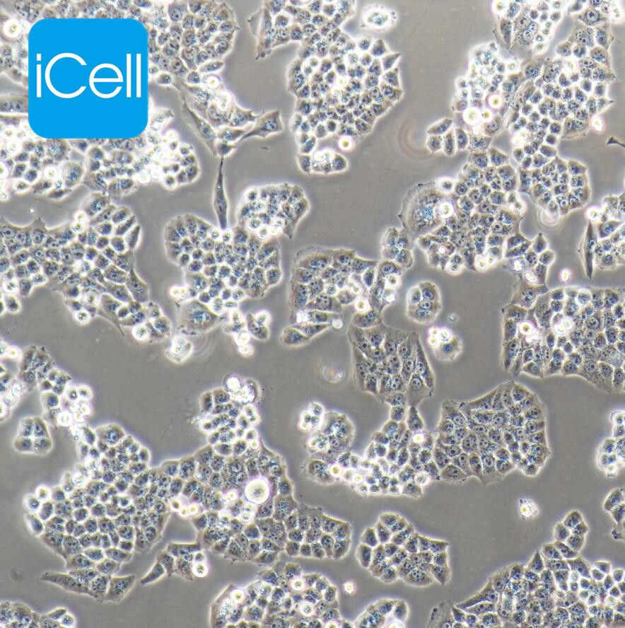 HPT-8 小鼠饲养层上皮细胞/STR鉴定/镜像绮点（Cellverse）