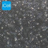 OAR-L1细胞、OARL1细胞、OAR-L1、OARL1、绵羊肺成纤维细胞/STR鉴定