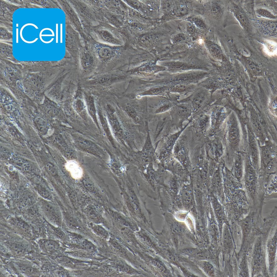 H9c2 大鼠心肌细胞/DU4475/STR鉴定