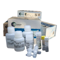 Cell Counting Kit-8（CCK-8）
