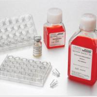 Corning® Intestinal Epithelium Differentiation Medium, 250mL, 2/Pack