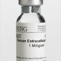 Corning® Extracellular Matrix, Human, 1mg