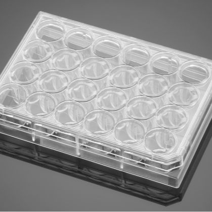 Corning® BioCoat™ Poly-L-Ornithine/Laminin 24 Well Clear Flat Bottom TC-Treated Multiwell Plate, with Lid, 5/Case