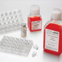 Corning® Intestinal Differentiation Media Pack, Kit