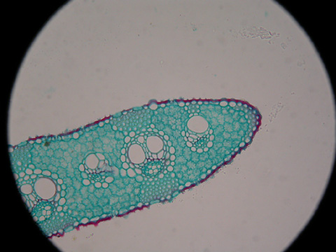 结构生物学领域可视化大分子结构的新突破