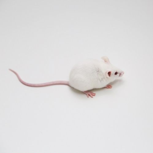 腫瘤動物模型中的愛馬仕 人源化小鼠 HSC 模型