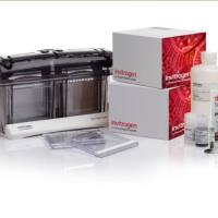 Dxy_Invitrogen NuPAGE蛋白预制胶迎新套装