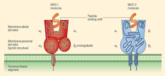一文了解MHC 四聚体(MHC Tetramer)