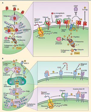 一文了解MHC 四聚体(MHC Tetramer)