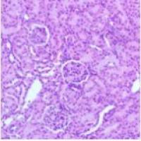 HE染色实验外包服务