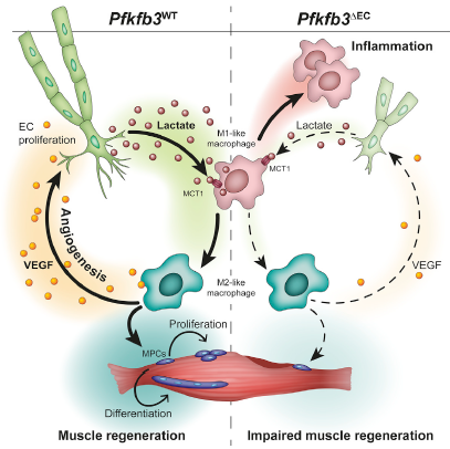 Cell Metab：苏黎世联邦理工学院揭示了内皮细胞调控肌肉再生新机制