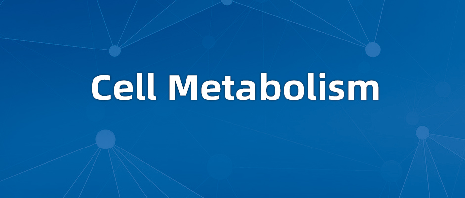 Cell Metab：苏黎世联邦理工学院揭示了内皮细胞调控肌肉再生新机制