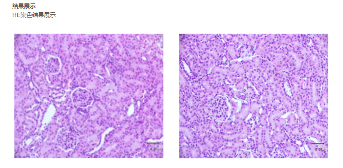 HE染色实验外包服务