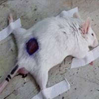 动物模型构建服务