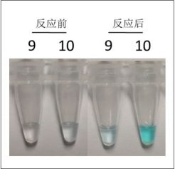 牛结节疹病毒LAMP试剂盒