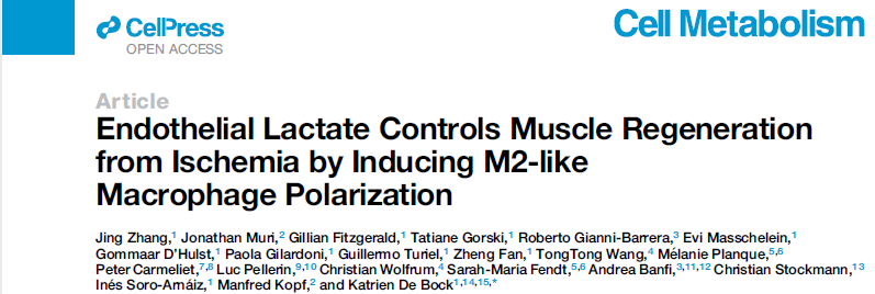 Cell Metab：苏黎世联邦理工学院揭示了内皮细胞调控肌肉再生新机制
