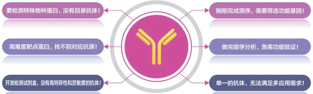 知无不「研」｜深度还原单抗制备之关键步骤