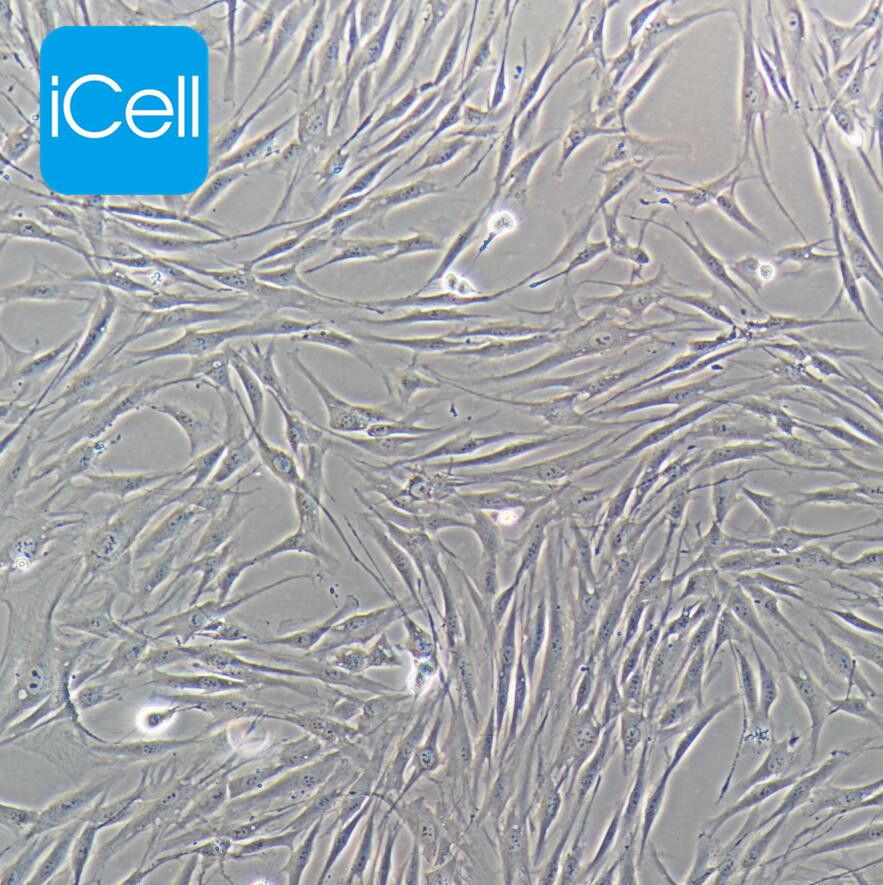 HSF 人皮肤成纤维细胞/STR鉴定/镜像绮点（Cellverse）