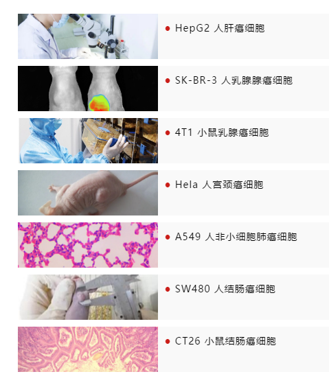 直逼1折 | 威斯腾生物模式动物平台开学大促，名额有限，再不来就没啦！！