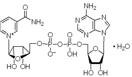 β-烟酰胺腺嘌呤二核苷酸（NAD）