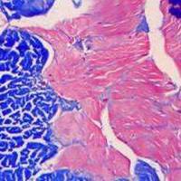 网状纤维染色银染实验服务
