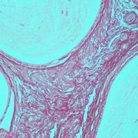 天狼猩红染色实验服务