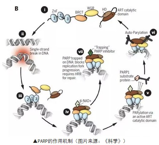 药物研发热门靶点-PARPs系列