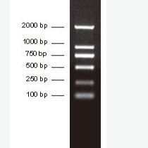 DNA分子量标准 (2000bp)