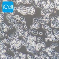 NCI-H1395、NCI-H1395细胞、NCI-H1395细胞、NCI-H1395、人肺