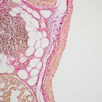 VG染色实验服务