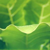 植物花青素检测