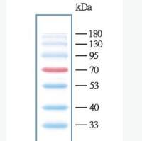 彩色预染蛋白marker(10-180kDa)