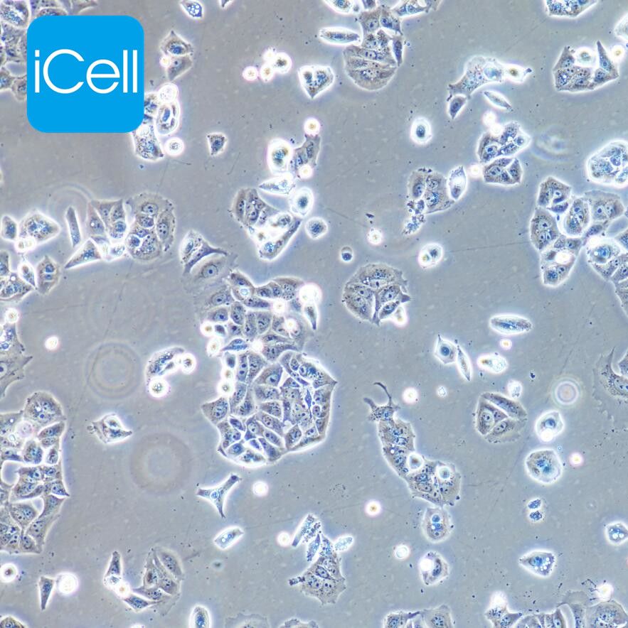 NCI-H358 人非小细胞肺癌细胞/STR鉴定/赛百慷（iCell） 