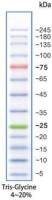 彩色预染宽范围蛋白marker(5-245 kDa)