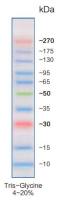 彩色预染宽范围蛋白marker(10-270kDa)
