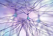 小鼠骨髓来源树突状细胞（BMDC）培养和鉴定