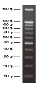 DNA分子量标准 (100bp)