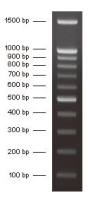 DNA分子量标准 (100bp)