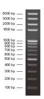 DNA分子量标准加强型 (100bp)