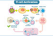 T 细胞活化