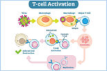 T 细胞活化